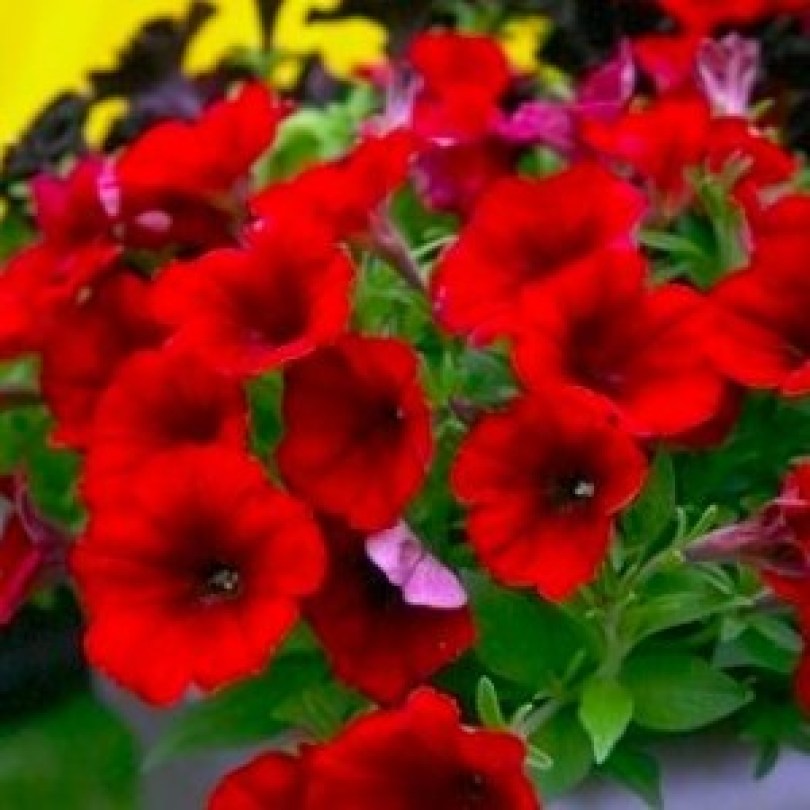 Famous Red Fire2_300x300